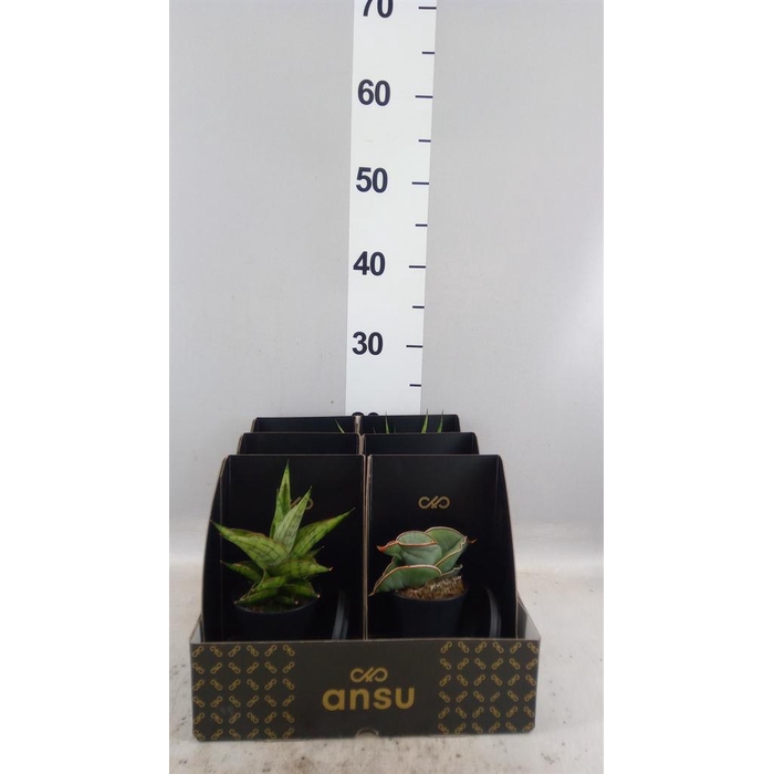<h4>Sansevieria ...</h4>