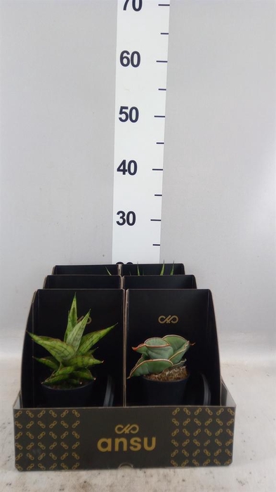Sansevieria   ...