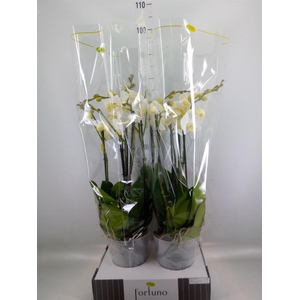 Phalaenopsis   ...white
