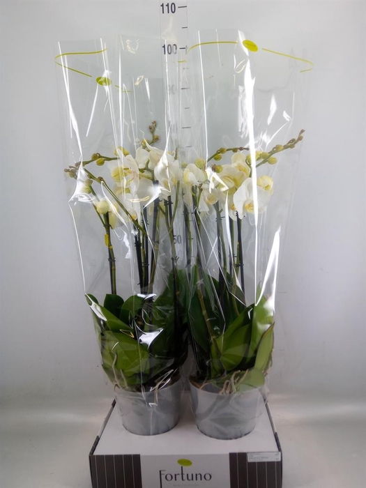 <h4>Phalaenopsis   ...white</h4>