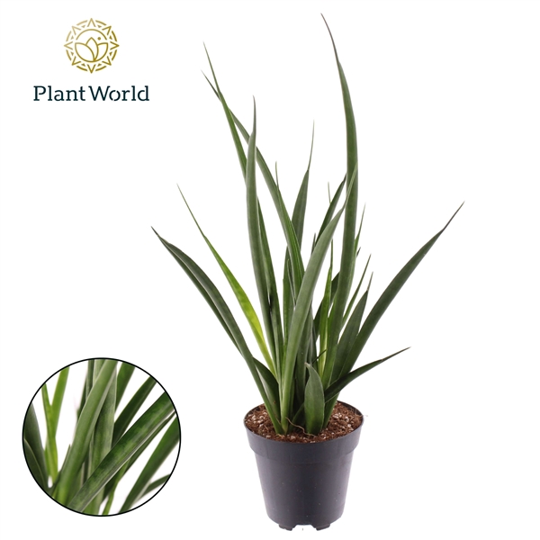 <h4>Sansevieria kirkii 'Friends'</h4>