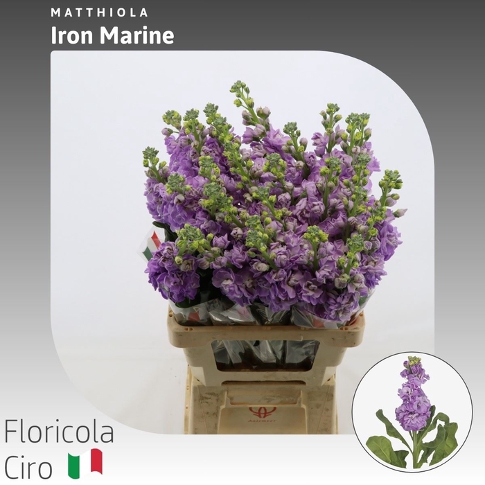 <h4>Matthiola Iron Marine</h4>