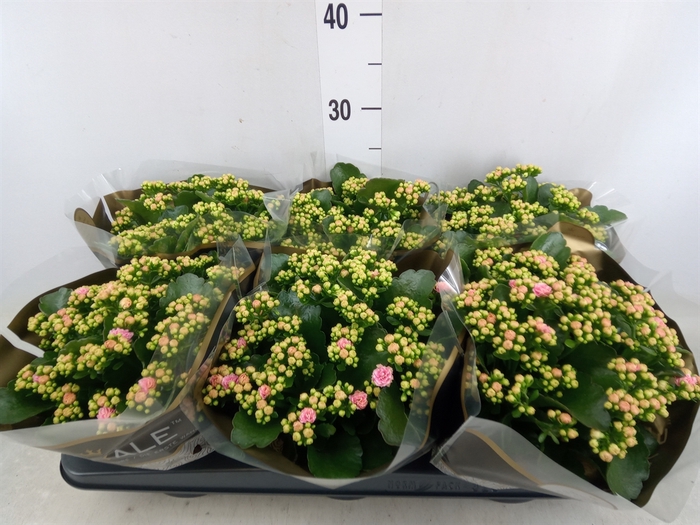 <h4>Kalanchoe blos. 'RosDon Alano'</h4>