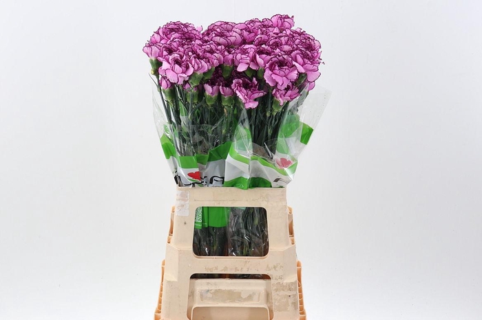 Di St Royal Damascus BD