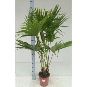 LIVISTONA ROTUNDIFOL