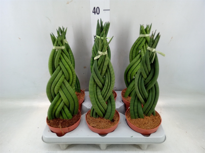 <h4>Sansevieria cyl.  ...</h4>