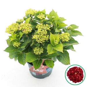 Hydrangea macr. Music Collection® 'Red Reggae'® C5 (23cm.) Kn.
