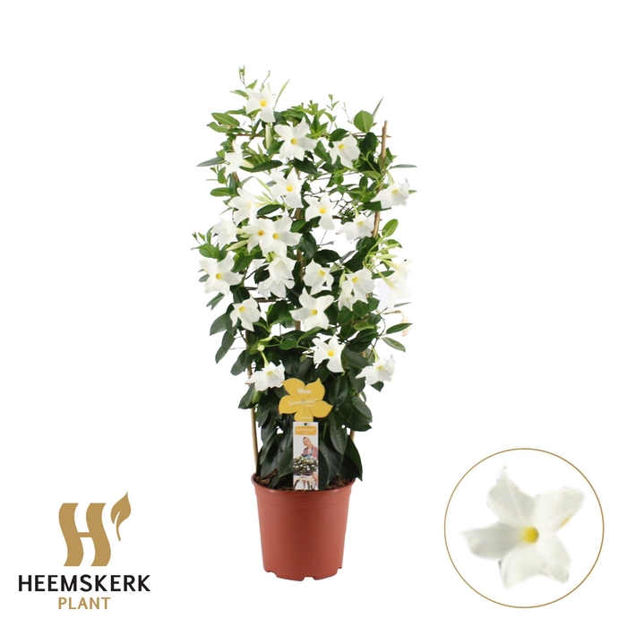 <h4>Mandevilla sand. 'SumStar White'</h4>