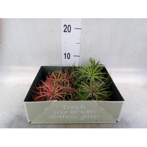Tillandsia