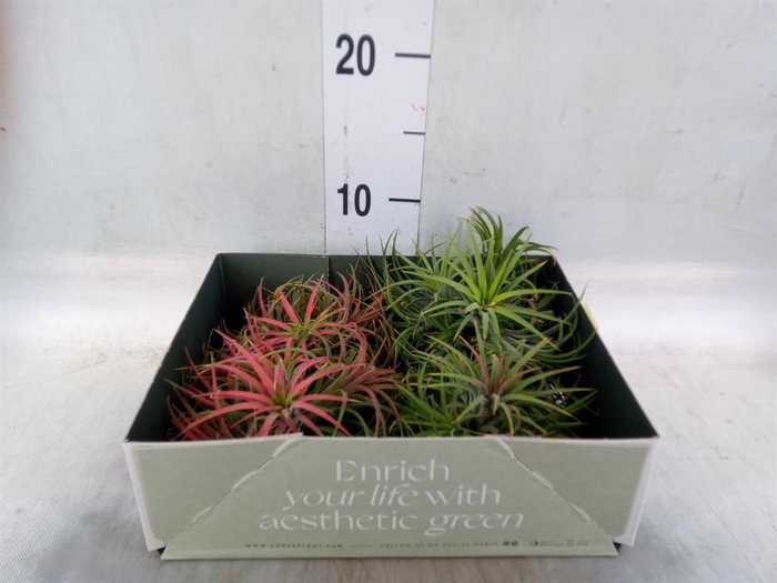 <h4>Tillandsia</h4>