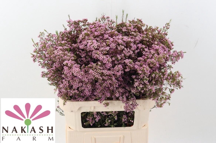 <h4>CHAME UN PHOEBE</h4>