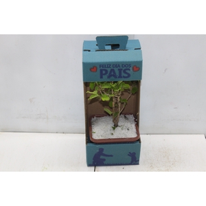 BONSAI JUNIOR VASO PLASTICO 1.1L