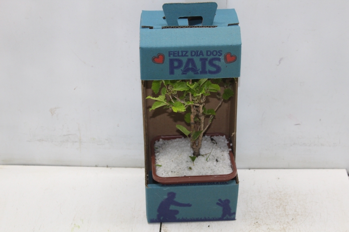 <h4>BONSAI JUNIOR VASO PLASTICO 1.1L</h4>