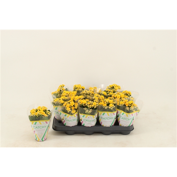 <h4>Kalanchoe Double Yellow</h4>