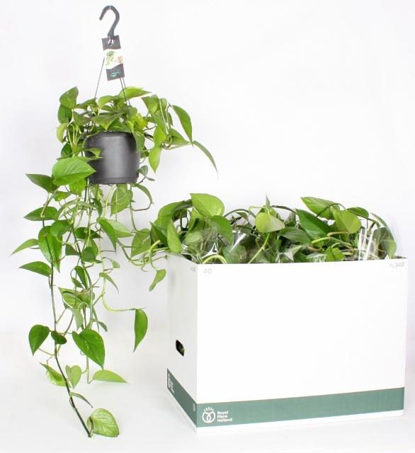 <h4>EPIPR AUREUM HANG</h4>
