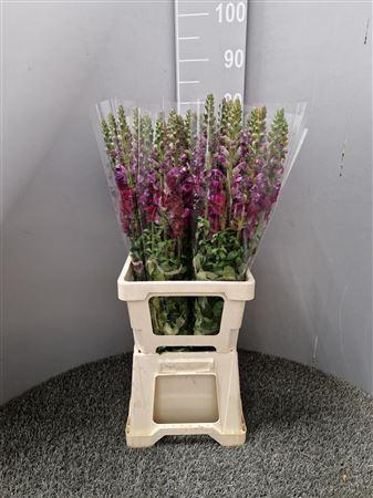 <h4>Antir Poto Red</h4>