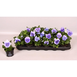 Viola F1 Licht Blauw