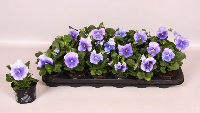 <h4>Viola F1 Licht Blauw</h4>