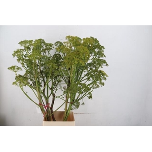 FOENICULUM VULGARE 135CM