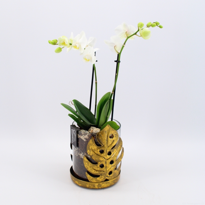 <h4>PHAL-2417W Phalaenopsis creatie</h4>