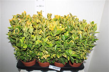 <h4>Euonymus Ja Aureus</h4>