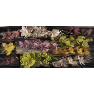 Cymbidium Mix