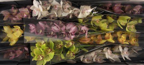 <h4>Cymbidium Mix</h4>