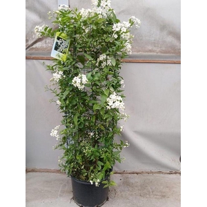 .Solanum jasminoides