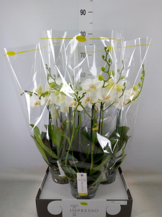 <h4>Phalaenopsis   ...white</h4>