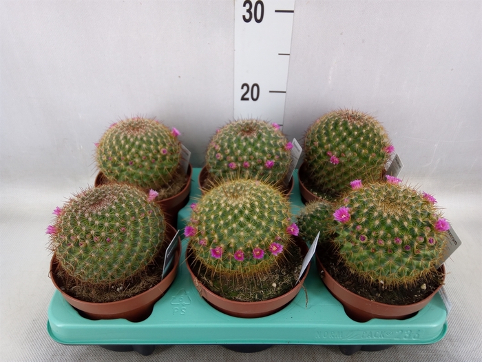 <h4>Mammillaria spinosissima</h4>