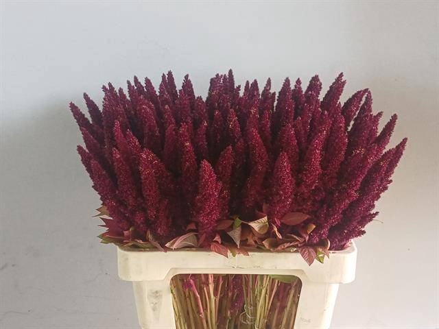 <h4>AMAR HY PYGMY TORCH</h4>