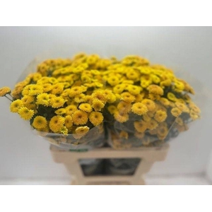 CHR SAN CALIM YELLOW