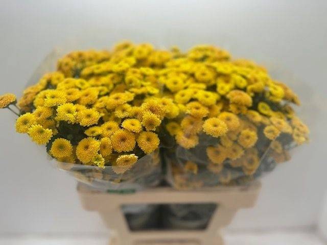 <h4>CHR SAN CALIM YELLOW</h4>