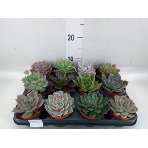 Echeveria   ...mix