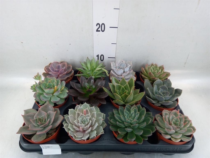 <h4>Echeveria ...mix</h4>