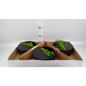 Arr.   Kamerplant Groen L%