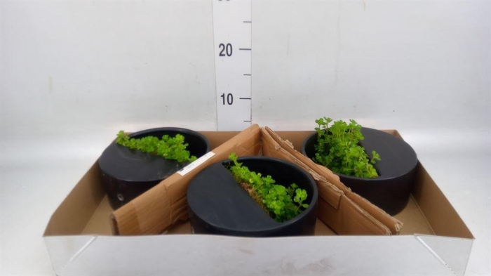 <h4>Arr.   Kamerplant Groen L%</h4>