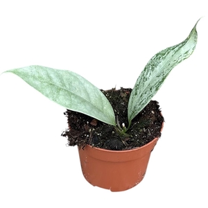 Hoya Coriacea Silver