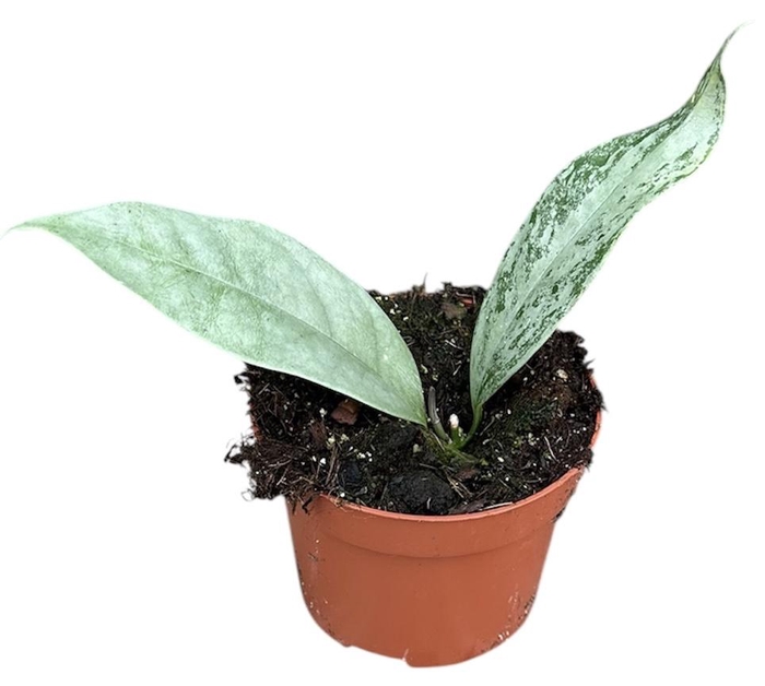 <h4>Hoya Coriacea Silver</h4>