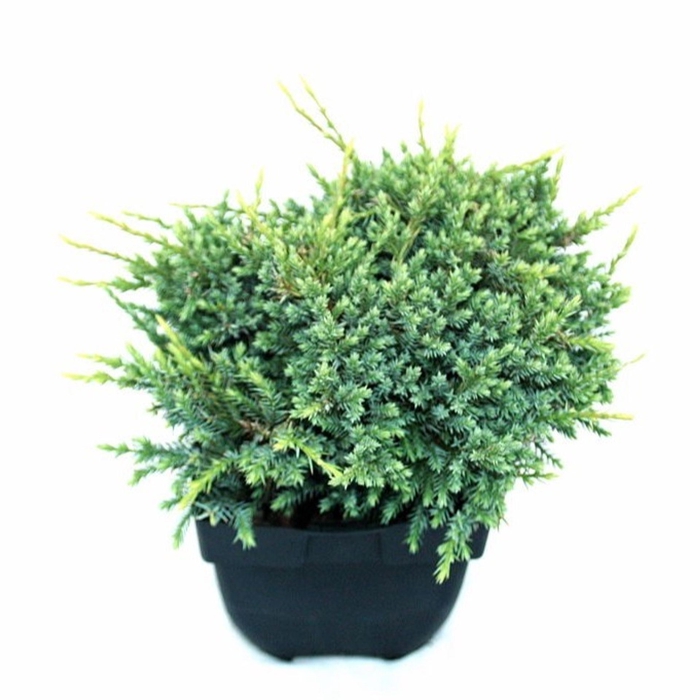 <h4>Juniperus squamata Holger</h4>