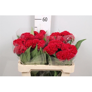 Cel C Reprise Velvet