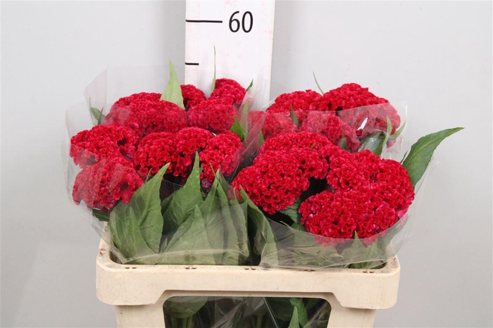 <h4>Cel C Reprise Velvet</h4>