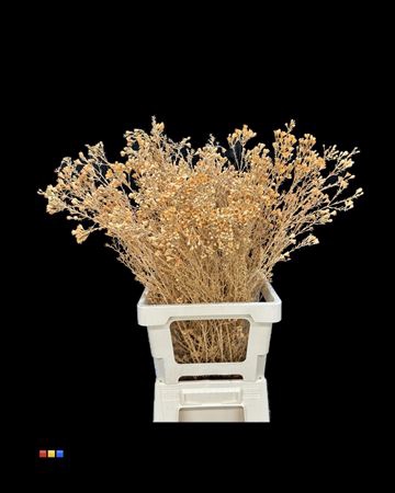 Waxflower Apricot