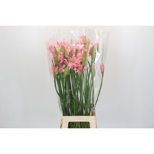 Nerine Helene