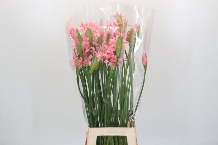 <h4>Nerine Helene</h4>
