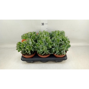 Crassula arborescens subsp. undilat