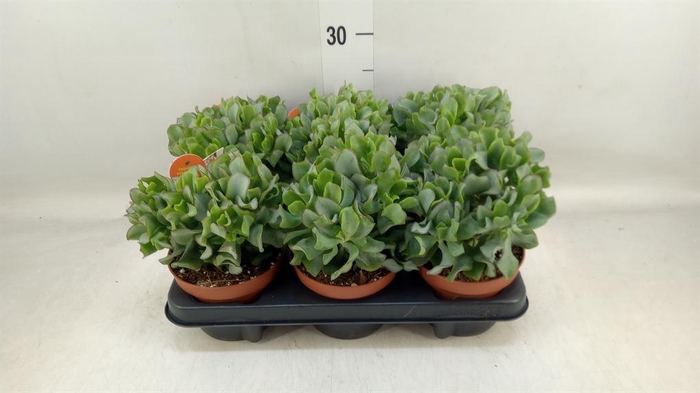 <h4>Crassula arborescens subsp. undilat</h4>