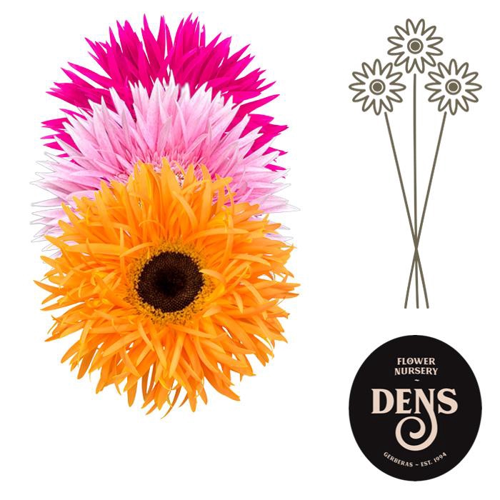 <h4>Gerbera Spider Mix Spider Water/Hoes x80</h4>