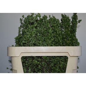 Spiraea Nip Snowmound