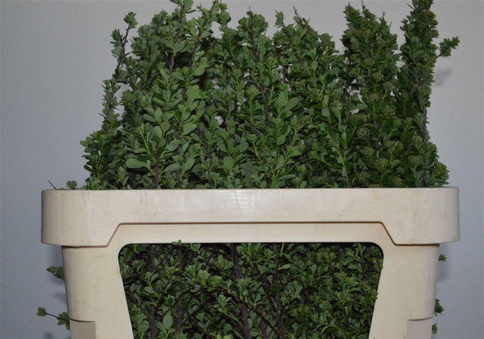 <h4>Spiraea Nip Snowmound</h4>
